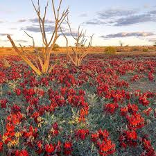 Bushfoodshop Sturts Desert Pea Endemic To The Australian Mainland And Occurs In Arid Inland Regions Wi Desert Plants Landscape Trees Australian Wildflowers