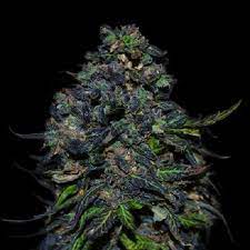 We did not find results for: Taison Auto Feminized Cannabis Seeds By Vip Seeds Sensible Seeds