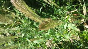 Image result for Leptocarydion vulpiastrum