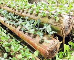 Bertanam Sayur Pada Media Batang Pisang Tree Planters Banana Plants Growing Vegetables