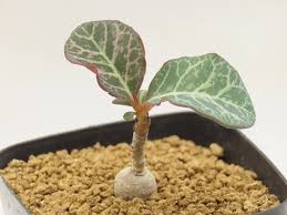 Image result for Monadenium pseudoracemosum