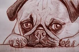 Disegno Ritratto Carlino Matita Sanguigna Disegno Ritratti Disegni Ritratti Animali Domestici