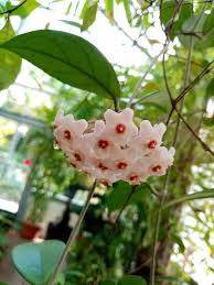 Image result for Heywoodia lucens