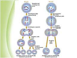 Pmat is listed in the world's largest and most authoritative dictionary database of abbreviations and acronyms. The Cell And Inheritance What Is The Difference Between Sexual And Asexual Reproduction What Are The Differences Between Mitosis And Meiosis How Many Ppt Download