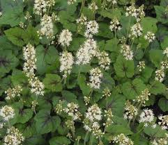 Image result for Nidorella ivifolia