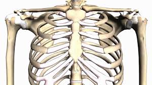 Rand swenson, d.c., m.d., ph.d. General Skeleton Basic Tutorial Anatomy Tutorial Youtube