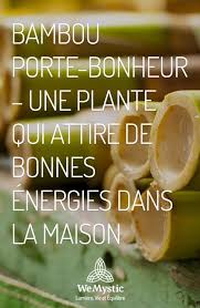 Bambou Porte Bonheur Une Plante Qui Attire De Bonnes Energies Dans La Maison Wemystic France Porte Bonheur Plante Plante Porte Bonheur