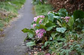 Image result for Bergenia