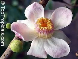 Image result for Manniella gustavi