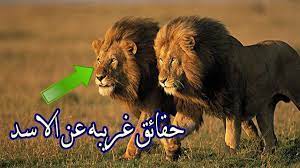 لن تصدق هل تعلم أن الأسد أقوى حيوان على وجه الأرض يخاف من حيوان نيص animals lion