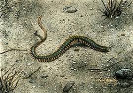 The earthworms, the leeches, and the bristleworms. Annelida The Canadian Encyclopedia