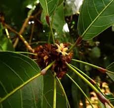 Image result for Cola greenwayi