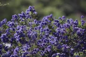 We did not find results for: Ceanothus Concha California Mountain Lilac