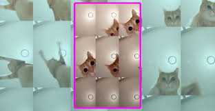 Only good cat memes here blacklivesmatters.carrd.co. Tik Tok Cat The Sandman Viral Video Of All Time Explained