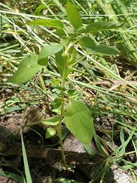 Image result for Acalypha segetalis
