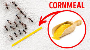 Cornmeal is a very effective, natural way to destroy a colony of ants. Ants Won T Come Near Your House If You Keep This Youtube