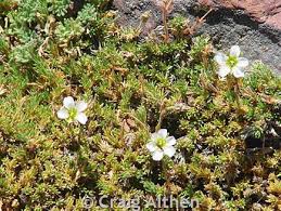 Image result for Gnidia stenophylla