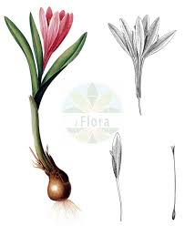 Image result for Colchicaceae