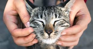 Otherwise, most seasonal allergies manifest as a condition called atopic dermatitis, or help! Nothing To Sneeze At New Strategies For Controlling Cat Allergy