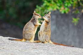 Maybe you would like to learn more about one of these? Wallabies Bush Heritage Australia