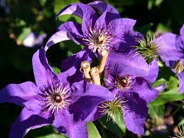 We did not find results for: Clematis The President Clematis The President Baumschule Horstmann