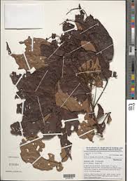 Image result for Eriocoelum microspermum