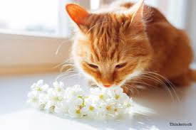 Infection and this caused a lot of other problems, with breathing etc. 7 Causes Of Cat Sneezing
