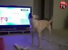 Kopek Ulumasi Youtube