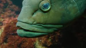 Black fish with big eyes. Shutterstock