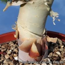 Image result for Commiphora mombassensis