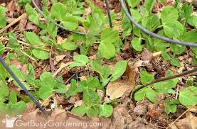 Then, voila, you're good to go. Vertical Garden Maintenance Care Tips Get Busy Gardening