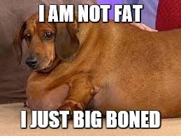 Jun 20, 2018 · they captioned the image (shown below), first it's smug, then it's fat. What You Need To Know To Help Your Fat Dog The Animal Doctor Blog