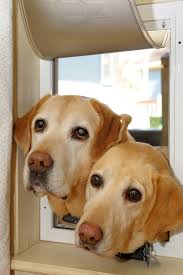A sliding glass pet door is a pet door associated with a sliding glass patio door. 19 Homemade Dog Door Plans You Can Diy Easily