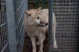 It was founded by suleiman the wise (also known as king solomon) and became a stronghold of the taftani. Dogs And Wolves Are Both Good At Cooperating
