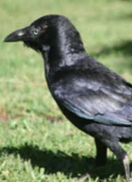 646 likes · 4 talking about this. Australian Pest Bird Species Pest It