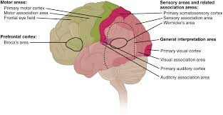 Human Brain Wikipedia