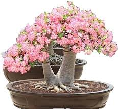 Image result for Adenium swazicum