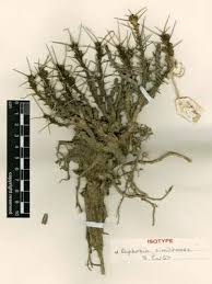 Image result for Centema subfusca