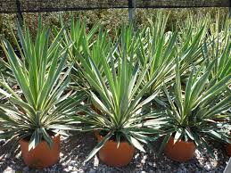 Image result for Yucca gloriosa