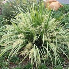 Image result for Motandra paniculata