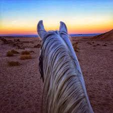 12,864 saudi arabia stock video clips in 4k and hd for creative projects. Emma Jane Levin Nabq National Park Overlooking The Red Sea Sharm El Sheikh Egypt Pretty Horses Horse Love Beautiful Horses