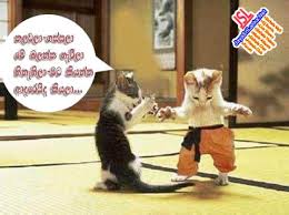 Tripadvisor'da kandy için, gezginler tarafindan 395 otel hakkinda yapilmis 9.970 yorumu okuyun, 41.306 resmi görün ve en iyi fiyatlari bulun. Download Sinhala Jokes Photos Pictures Wallpapers Page 13 Jayasrilanka Net Funny Images Jokes Wallpaper