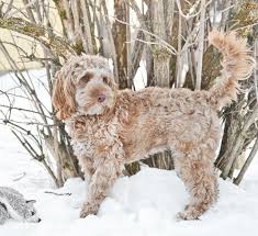 Find 816 cockapoos for sale (cocker spaniel x poodle) on freeads pets uk. Cockapoo Dog Breed Facts Highlights Buying Advice Pets4homes