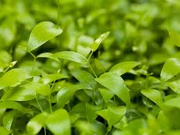 Image result for Asparagus asparagoides