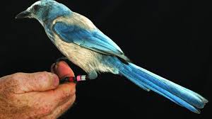 We did not find results for: Column For 88 Years The Mockingbird Has Been Florida S State Bird And It Doesn T Need To Change