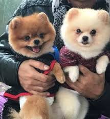 Pomeranian Boo Fiyatlari