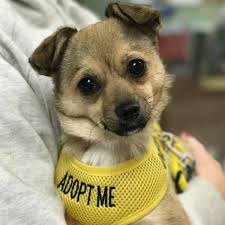 Ppr does not have an actual shelter, all of our dogs are either in foster homes in maine or with our southern partners in mississippi. How To Adopt A Pet From Aws