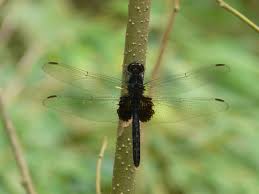 Image result for Libellulidae