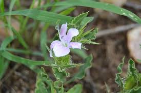 Image result for Barleria rigida