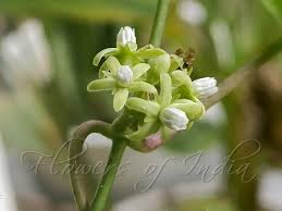 Image result for Cynanchum